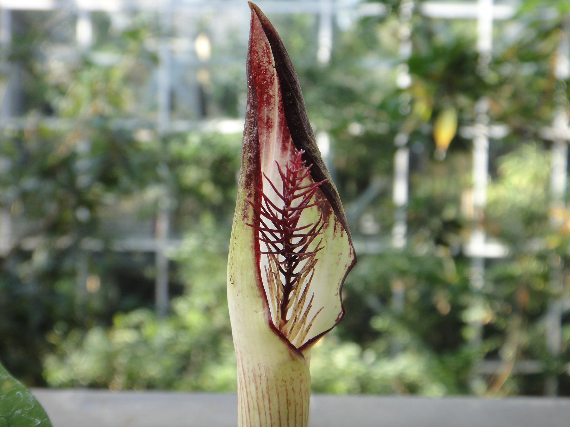 Arisaema lihengianum 大サイズ根茎 Arisaema lihengianum 大サイズ根茎 - メルカリ